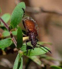 Metriolagria affinis