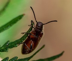Metriolagria affinis