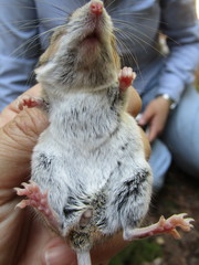 Peromyscus boylii