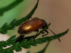 Metriolagria affinis