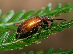 Metriolagria affinis