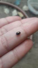Histeridae