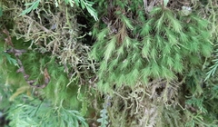 Pyrrhobryum spiniforme