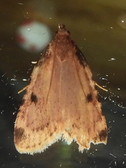 Aglossa costiferalis
