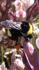 Bombus crotchii