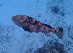 Epinephelus malabaricus
