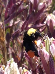 Chloropyron maritimum maritimum