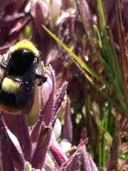Bombus crotchii
