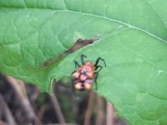 Micrathena glyptogonoides
