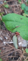 Micrathena glyptogonoides