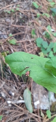 Micrathena glyptogonoides