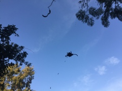 Gasteracantha falcicornis