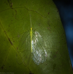 Ankylopteryx pallida