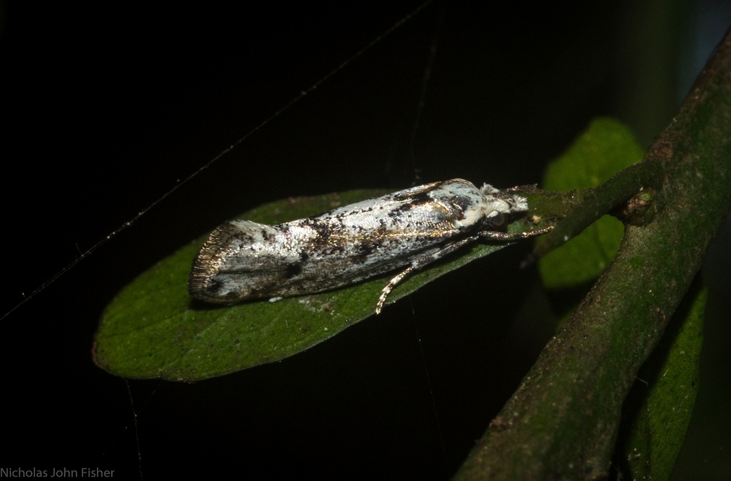 Diathryptica