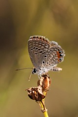 Freyeria trochylus