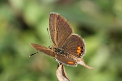 Freyeria trochylus