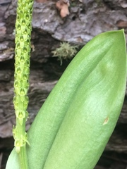 Malaxis macrostachya