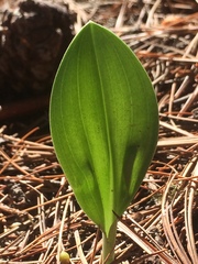 Malaxis macrostachya