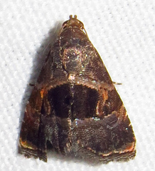Tripudia rectangula