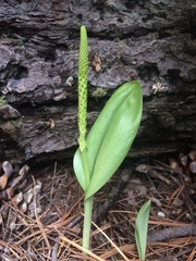 Malaxis macrostachya