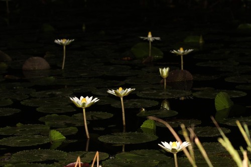 Nymphaea lotus image