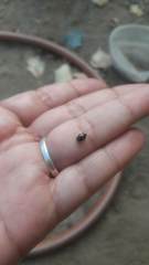 Histeridae