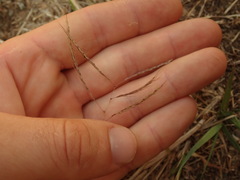 Bothriochloa bladhii