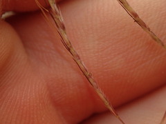 Bothriochloa bladhii