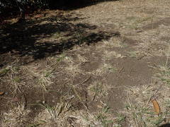 Bothriochloa bladhii