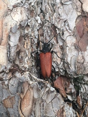 Stictoleptura canadensis