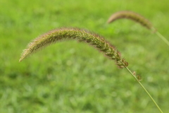 Setaria viridis viridis