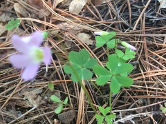 Oxalis metcalfei