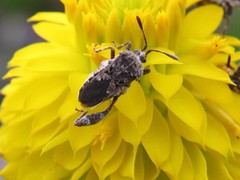 Merocoris