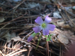 Oxalis metcalfei