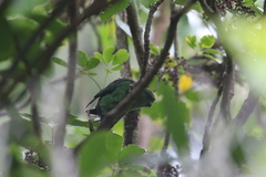 Cyanoramphus malherbi