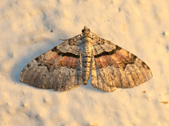 Xanthorhoe packardata