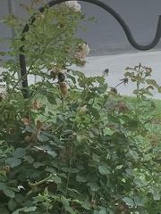 Xylocopa sonorina