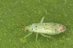Ilnacora stalii