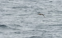 Stercorarius skua