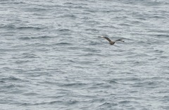 Stercorarius skua