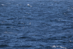 Pterodroma inexpectata