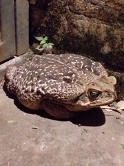 Rhinella diptycha