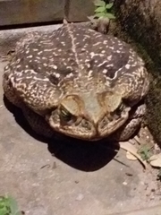 Rhinella diptycha