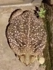 Rhinella diptycha