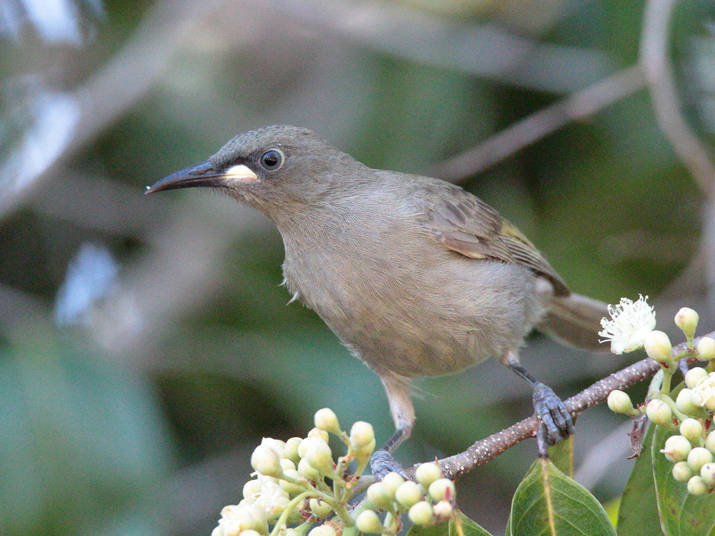 White-gaped Honeyeater (Stomiopera unicolor) photo