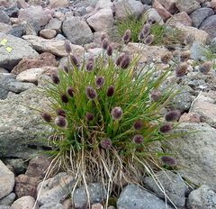 Phleum alpinum