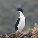 New Zealand King Shag - Photo (c) alcedo77, some rights reserved (CC BY-NC)