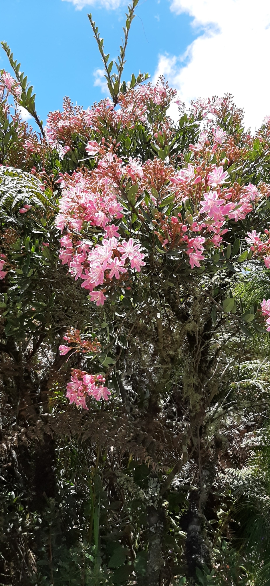 Bejaria image