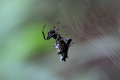 Micrathena gracilis