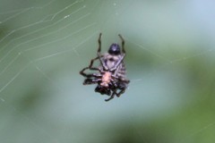Micrathena gracilis